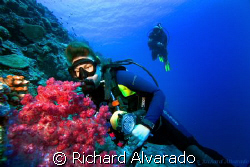 Diver looking at sea fan by Richard Alvarado 